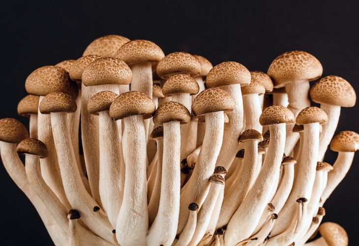 Rețeta de ciuperci Pleurotus pane: Deliciul crocant pentru papilele gustative