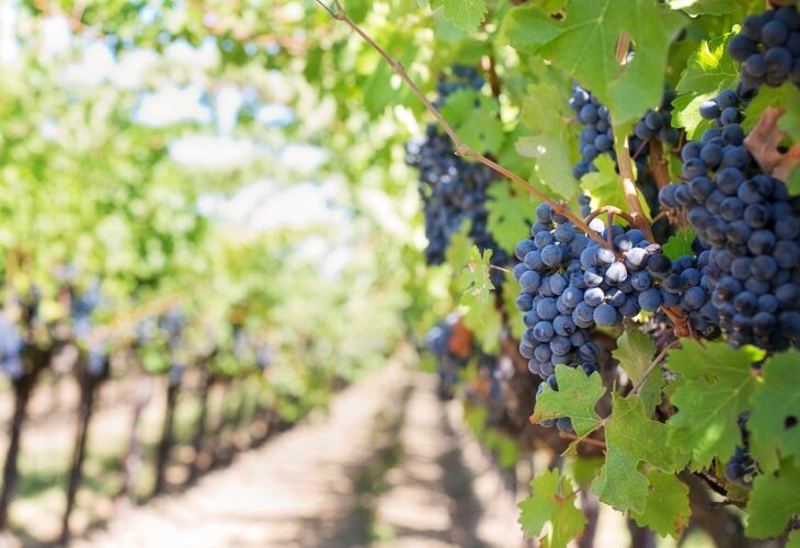Culesul strugurilor și bucuria degustării: Pasiunea pentru vin și arta producției