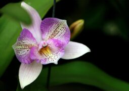 Orhidee: Indicații prețioase pentru un succes garantat în îngrijire și înmulțire.