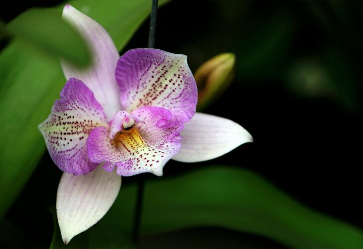 Orhidee: Indicații prețioase pentru un succes garantat în îngrijire și înmulțire.